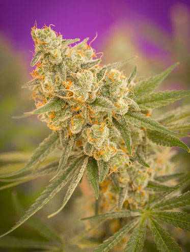 Cuvée TGA Subcool Seeds